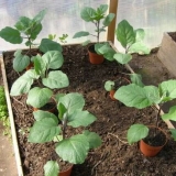 Šta učiniti ako se sadnice patlidžana ispruže